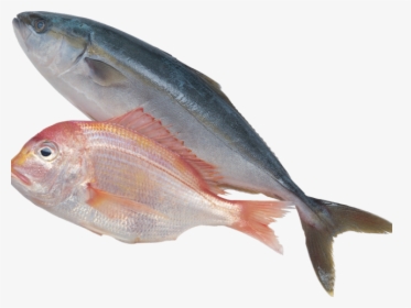 Sardine Clipart Fich - Sea Fish Png, Transparent Png, Transparent PNG