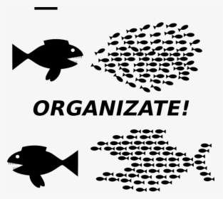 Organizing Fish, HD Png Download, Transparent PNG