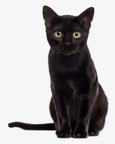 Black Kitten Png - Black Kitten Images Transparent, Png Download, Transparent PNG