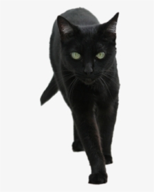 Black Kitten Png, Transparent Png, Transparent PNG