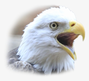 Transparent Eagle Face Png - Parrot, Png Download, Transparent PNG