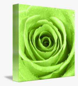 Transparent Water Droplets Png - Lime Green Rose, Png Download, Transparent PNG