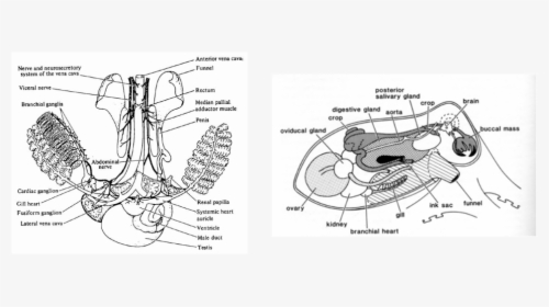Hapalochlaena Fasciata Blue Lined Octopus Cardiovascular - Octopus Circulatory System Diagram, HD Png Download, Transparent PNG