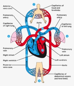 Transparent Circulatory System Clipart - Human Heart Circulation, HD Png Download, Transparent PNG
