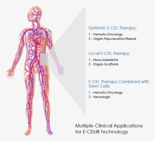 Multiple Clinical Applications For E-cel® Technology - Human Circulatory System, HD Png Download, Transparent PNG