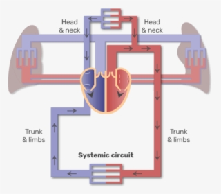 Systemic Circuit Animation Slide - Major Blood Vessels Diagram, HD Png Download, Transparent PNG