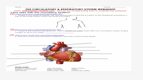 Circulatory System Png, Transparent Png, Transparent PNG