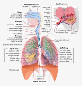 Image - Does Respiratory System Work, HD Png Download, Transparent PNG