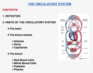 Transparent Circulatory System Png - Circulatory System In Man, Png Download, Transparent PNG