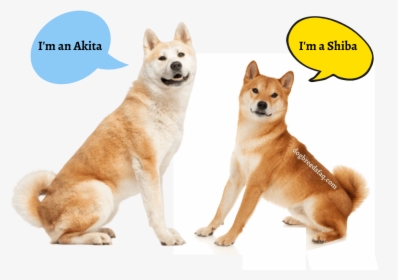 Australian Akita, HD Png Download, Transparent PNG