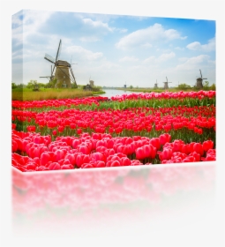 Tulip And Windmill, HD Png Download, Transparent PNG