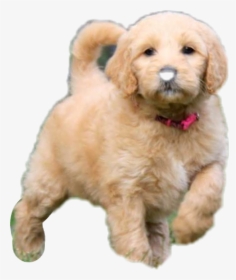 #goldendoodle #dog #puppy #adorable #cute - Puppy Pictures Of Goldendoodles, HD Png Download, Transparent PNG