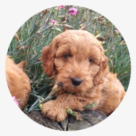 The Cockapoo Is One Of The First “designer Dogs” Dating - Labradoodle, HD Png Download, Transparent PNG