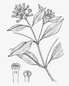 Clove Plant Drawing, HD Png Download, Transparent PNG