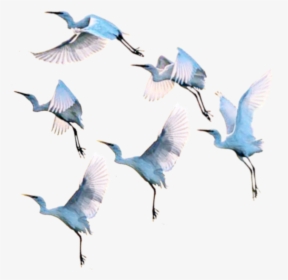 #gooses #warm #swan #ducks #duck #birds #bird #goose - Flock, HD Png Download, Transparent PNG