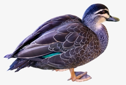 Duck, Bird, Poultry, Plumage, Cut Out, Isolated - Mallard, HD Png Download, Transparent PNG