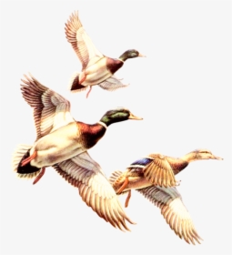 #duck #ducks #gooses #geese #bird #birds #goosebombs - Free Clipart Ducks, HD Png Download, Transparent PNG