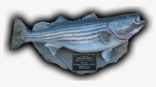 World Record Striped Bass Fish Mount Replica 81 Lbs, - Striper Bass Trophy Mounts, HD Png Download, Transparent PNG
