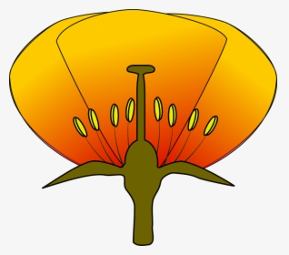 Simple Flower Diagram Clipart - Diagram Of A Flower Unlabeled, HD Png Download, Transparent PNG