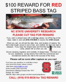 Red Striped Bass Tags, HD Png Download, Transparent PNG