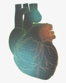 Human Heart With Colorful Wireframe Illustration - Pottery, HD Png Download, Transparent PNG