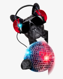Jockey Colored Photography Dog Ball Nightclub Disc - Disco Dog Png, Transparent Png, Transparent PNG