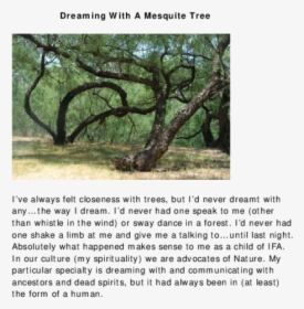 Mesquite Tree Png, Transparent Png, Transparent PNG