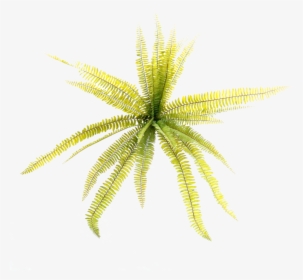 Transparent Hydrangea Bush Png - Grass, Png Download, Transparent PNG