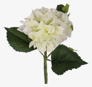 Transparent Hydrangea Bush Png - White Hydrangea Flower Png, Png Download, Transparent PNG