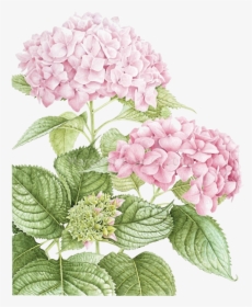 Pin By Marina On - Hydrangea Flowers Hydrangea Drawing, HD Png Download, Transparent PNG