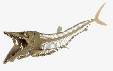 Fish Skeleton Transparent, HD Png Download, Transparent PNG