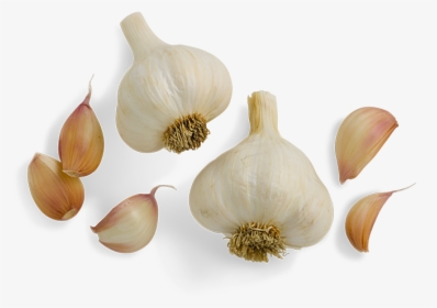 Garlic, Sweet Italian Sausage Vermont Smoke Cure - Garlic Clove No Background, HD Png Download, Transparent PNG