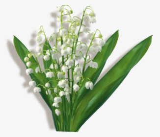 Flower Bouquet Clip Art Lily Of The Valley Gif - Hoa Cỏ Nền Trắng, HD Png Download, Transparent PNG
