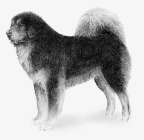 Transparent Mastiff Png - Tibetan Mastiff Blue Gray, Png Download, Transparent PNG