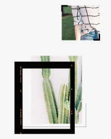 About Mini-updated4 - San Pedro Cactus, HD Png Download, Transparent PNG