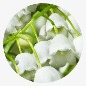 Lily Of The Valley, HD Png Download, Transparent PNG