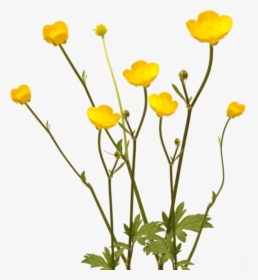 #flowers #yellow #overlay #buttercups #lawn #wildflowers - Buttercup Flower Transparent, HD Png Download, Transparent PNG