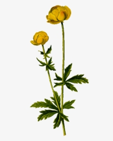 Globeflower - Flower Silhouette Transparent Background, HD Png Download, Transparent PNG