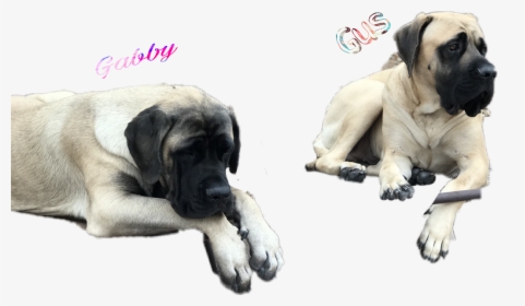 Doggy Gus - English Mastiff, HD Png Download, Transparent PNG