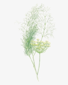 Dill - Grass, HD Png Download, Transparent PNG