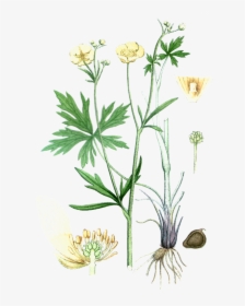 Smorblomma Medium - Ranunculus Acris, HD Png Download, Transparent PNG