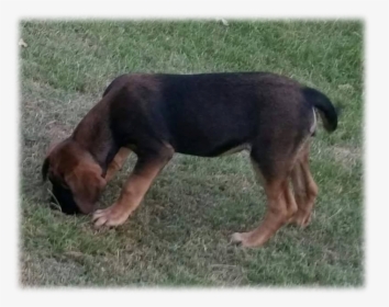 Black And Tan Mastiff Lyme Hall - Hunting Dog, HD Png Download, Transparent PNG