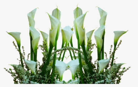 Callas, Flowers, Cut Flowers, Arrangement, Romantic - Flower, HD Png Download, Transparent PNG