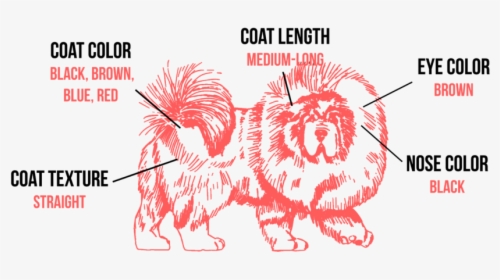 Tibetan Mastiff Coat Types, HD Png Download, Transparent PNG