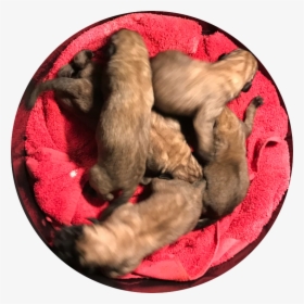English Mastiff Puppies For Sale - Paw, HD Png Download, Transparent PNG