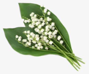 Lily Of The Valley Png, Transparent Png, Transparent PNG