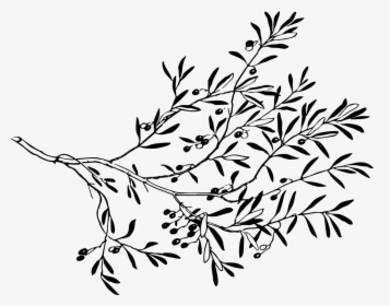 Tree Branch With Leaves Drawing, HD Png Download, Transparent PNG