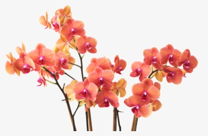 Transparent Flower Branch Png - Small Flowers Branch Png, Png Download, Transparent PNG
