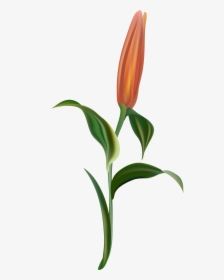 Orange Light Flower Branch Transparent Decorative - Lady Tulip, HD Png Download, Transparent PNG
