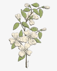 #dogwood #flowers #branch #floral #freetoedit - Jasmine, HD Png Download, Transparent PNG